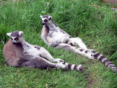 Ring Tailed Lemurs