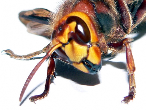 Wildlife Conservation Wasp